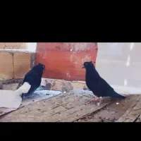 قرعه کشی کبوتران رنگی