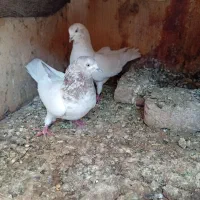 کبوتر|پرنده|بم, |دیوار