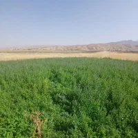 یونجه|لوازم جانبی حیوانات|دره شهر, |دیوار