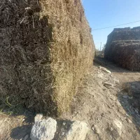 علف بادام پرعلف خشک وخشک