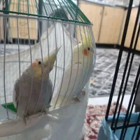 عروس هلندی نر ماده سخنگو 8ماهه