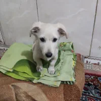 فروش فوری سگ پا کوتاه