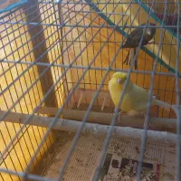 قناری نژاد کرست نر طلای جوجه یسر نر ۴۰ روزه