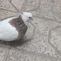 کفتر طوقی سرخ و هفت‌رنگ