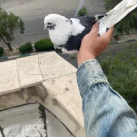 کفتر ابلغ