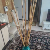 نی بامبو هفت عدد همراه با گلدان سالم