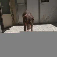 Doberman Pinscher|سگ|شهر ری, شهید بهشتی|دیوار
