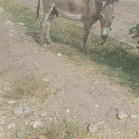 الاغ نر