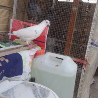 نر ماده سار آلمانی نسل آردن