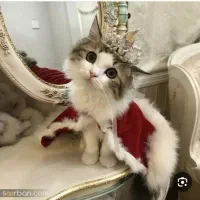 انجام خدمات گربه برای گربه های نژاد دار