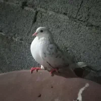 کبوتر ماده