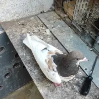جفت شهری گل زرد