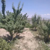 ویلا باغ هزارمتری