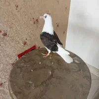 پشت سیاه جوجه ساده جوجه خال نر جوانه