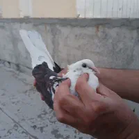 کفتر پرشی