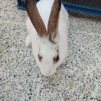 خرگوش