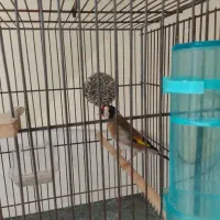 سهره جوجه قفس