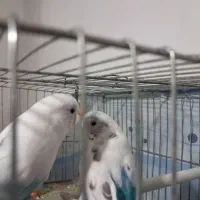 مرغ عشق نرو ماده فروشی