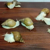 حلزون آلبینا