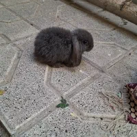 فروش خرگوش لوپ