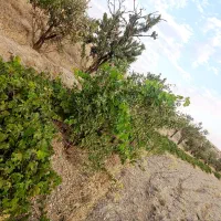 زمین کشاورزی و باغ بادام
