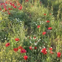 علوفه باغی رایگان