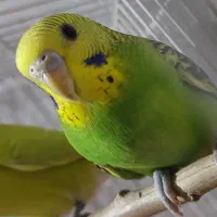 مرغ عشق