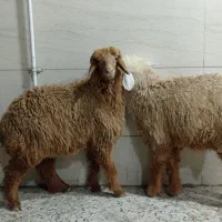 بره