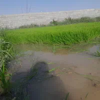 نشا برنج.چلتیک...موردراز