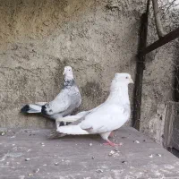 کفتر|پرنده|شیراز, تل حسین‌آباد|دیوار