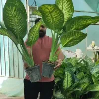 انواع گل‌های آپارتمانی باقیمت مناسب