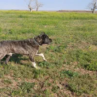 فروش سگ رمگی