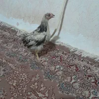 جوجه مرغ