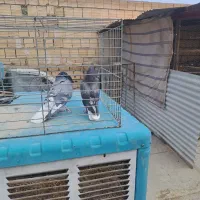 کفتر