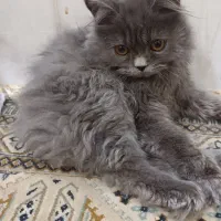 توله پرشین ۳ ماهه نر