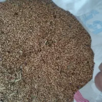 بندرماهشهر