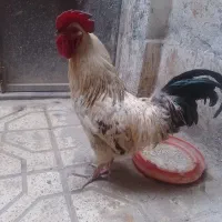 خروس|حیوانات مزرعه|مشهد, علی آباد|دیوار