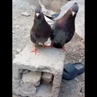 زاغ سبز آبادانی رودان