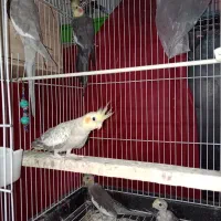 عروس هلندی