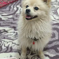 سگ پامر