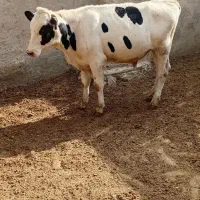 گوساله سیمنتال و هلشتاین