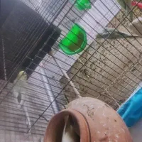 فروش  یک جفت مرغ عشق با 3جوجه
