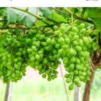 غوره 65