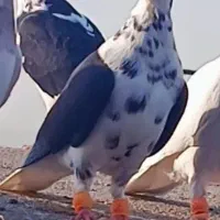 پرنده