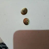 با تست