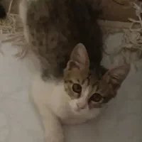 قفس موش و خرگوش همستر
