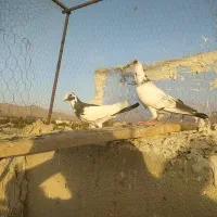 دو عدد کبوتر جوان پرشی زدوخوردی