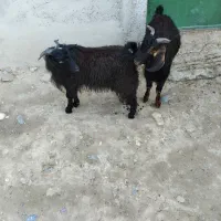 بز نر|حیوانات مزرعه|اردبیل, |دیوار