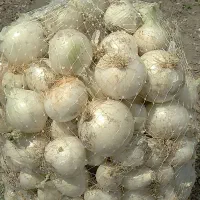 پیاز سفید