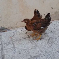 ۲ تا جوجه محلی